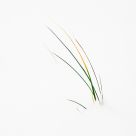 Beach grass