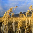 Winter Fields