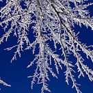 Wet Snow