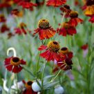 Helenium 'Moerheim Beauty'