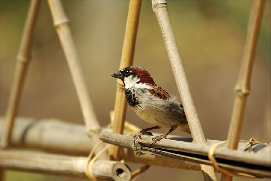 Sparrow