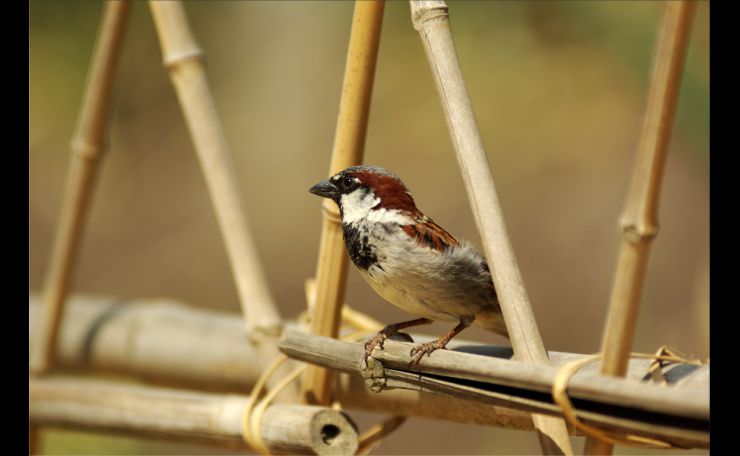 Sparrow