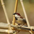 Sparrow