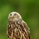 Goshawk