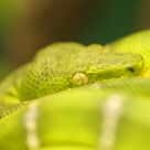 Emerald Green Boa.