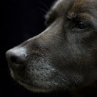Maya the dog