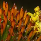 Playground of an Ambush Bug