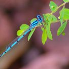 Dragonfly out for a bite . . . 