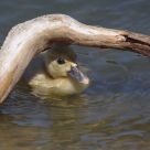 Duckin' under a branch . . .