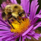 Late Season Aster