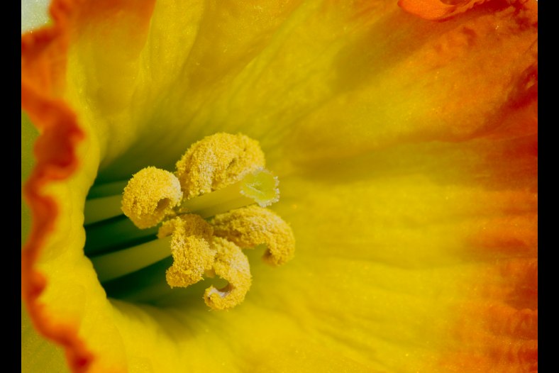 Daffodil