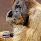 Male Orangutan
