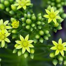 Popping flower buds