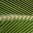 Palm leaf