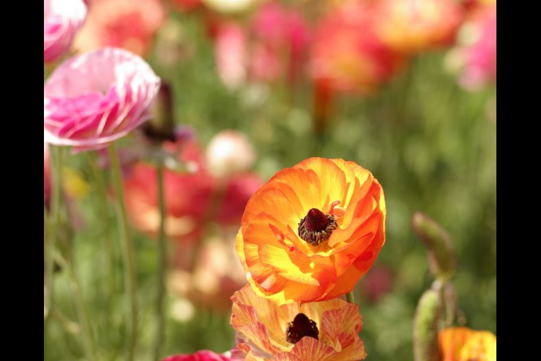 Flowers in the Wind