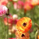 Flowers in the Wind
