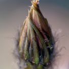Flower birth