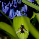 Syrphid Fly