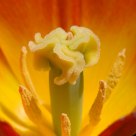 Tulip stamen