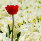 Dare to be different