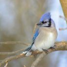 Blue Jay