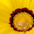 Gazania