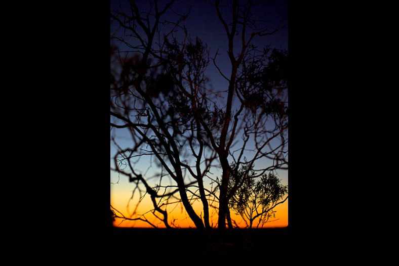 Lightning Ridge Sunset and Tree