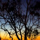 Lightning Ridge Sunset and Tree