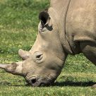 Rhino