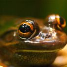 Tree Frog
