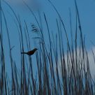 Reed Trapeze