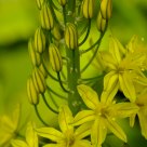 Yellow and Green