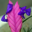 Pink fan flower
