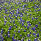 Texas bluebonnets