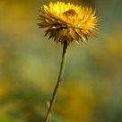 Lone Flower