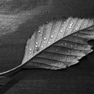 Leaf in B&W