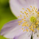 Flower up and close.