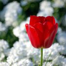 Red On White