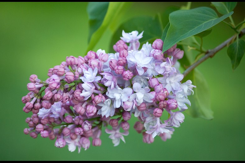 French Lilac