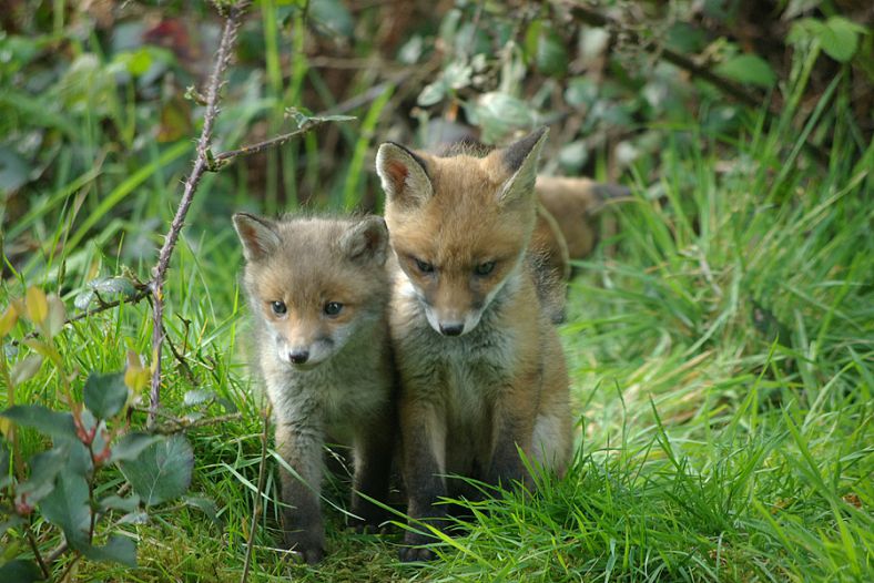 brothers