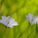 Blue and Green