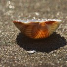 Shell at Lido Beach