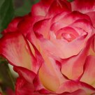 Rose by any other name...