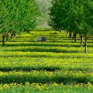 Spring Orchard