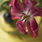 Spring Color