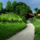 Vineyards & cottages
