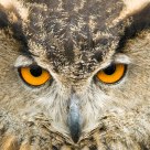 Bubo bubo