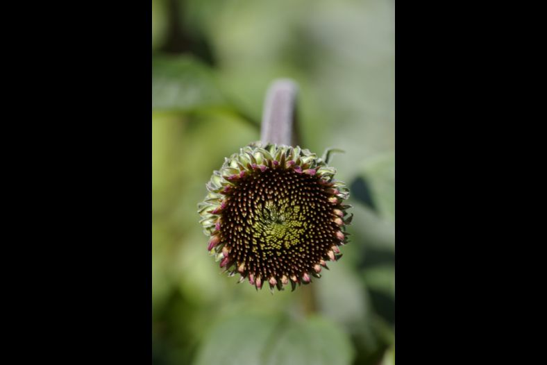 Sunflower Seed Head