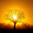 Tree Sunrise