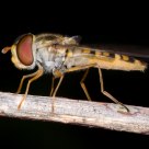 Marmelade Fly